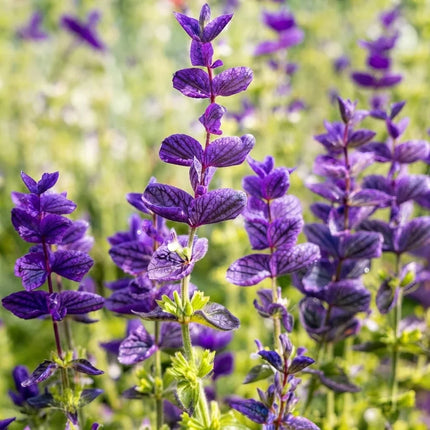 50 Oxford Blue Sage Seeds – Salvia farinacea | Vibrant Blue Perennial Flower