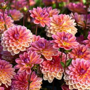 25 Pacific View Dahlia Perennial Seeds