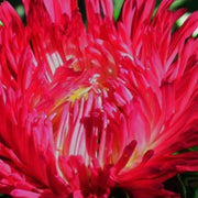 Aster - Callistephus Tall Paeony Duchess Seeds