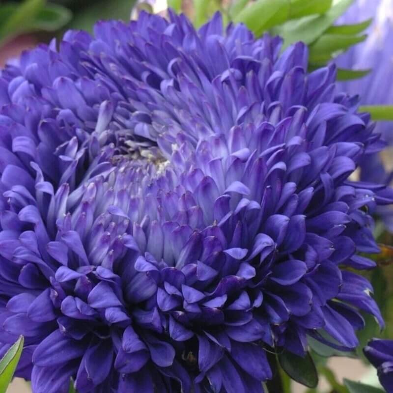 Aster - Callistephus Tall Paeony Duchess Seeds