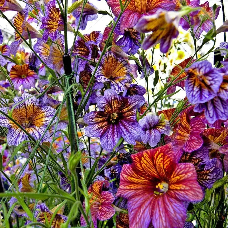 Colorful flowers with purple, orange, and pink hues in a natural setting.