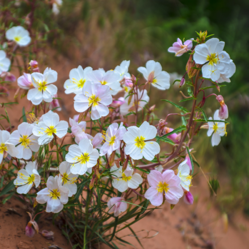 100 Pale Evening Primrose Seeds