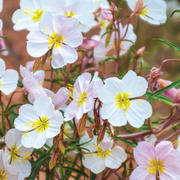 Pale Evening Primrose Seeds - Oenothera pallida - High-Quality Seeds for Growing Beautiful Flowers - Seed World