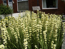 25 Pale Yellow Eyed Grass - Sisyrinchium Striatum Seeds