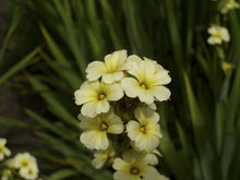 25 Pale Yellow Eyed Grass - Sisyrinchium Striatum Seeds