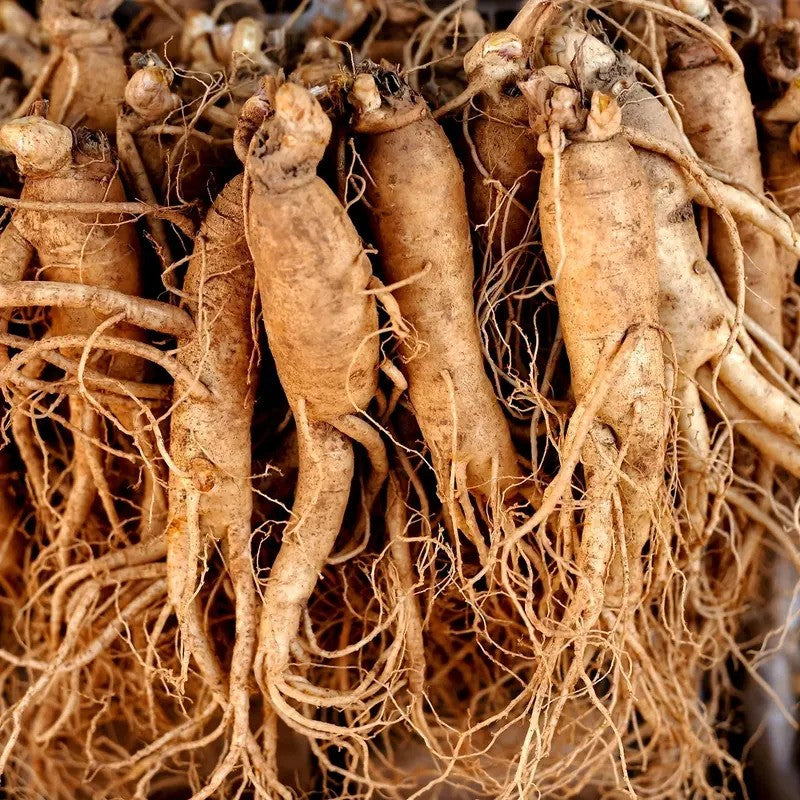Fresh Korean ginseng roots on wood board