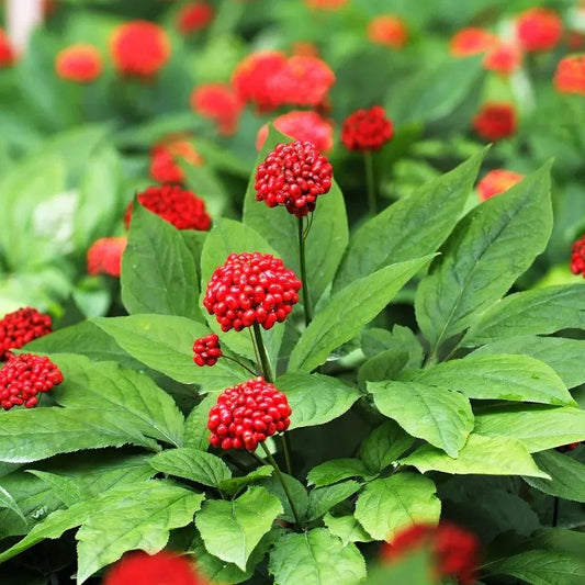 Panax ginseng plant with red berries