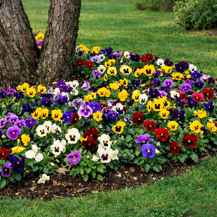50 Pansy Seeds – Viola Tricolor Flower Mix