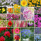 Partial shade wildflower seeds mix with vibrant blooms for garden and meadow planting. Seed World