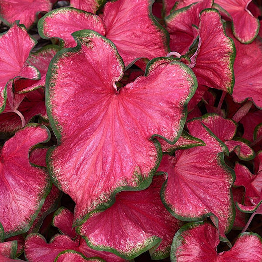 Close-up of Passionista Caladium foliage, vibrant pink with green trim