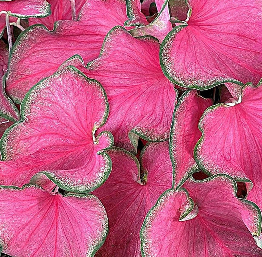 Passionista Caladium leaves with bright pink centers and green edges