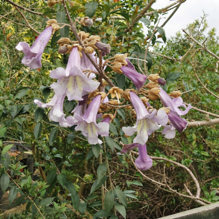Paulownia Elongata Seeds – Empress Tree | Fast Growing Flowering Tree