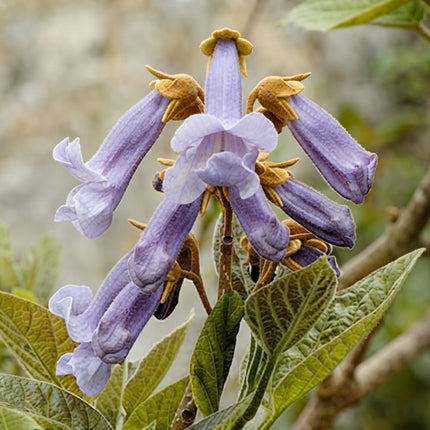 Paulownia Elongata flowers with clusters of pale lavender, trumpet-shaped blooms and large green leaves. Seed World