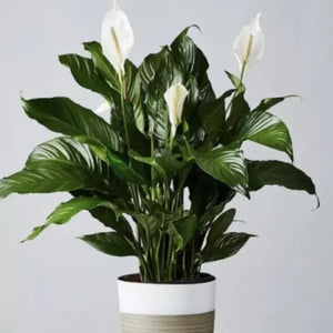 10 Peace Lily Plant Seeds