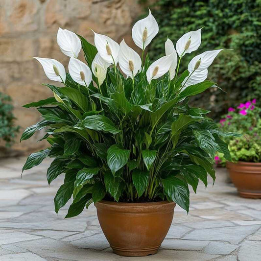Peace Lily plant in terracotta pot with white blooms and lush green leaves – air-purifying indoor plant for low-light homes