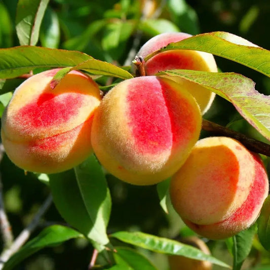 Ripe peaches with red blush on a branch with green leaves.