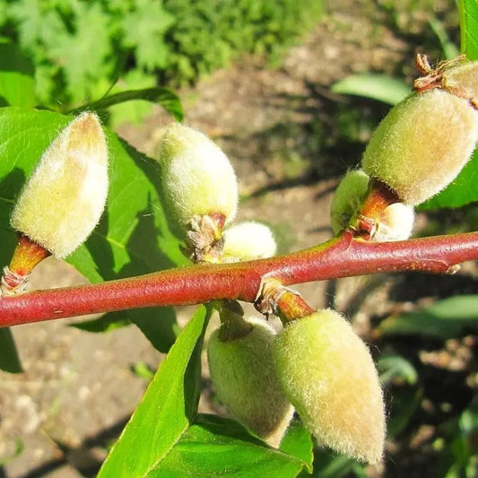 Close-up of peach buds on a branch with green leaves.