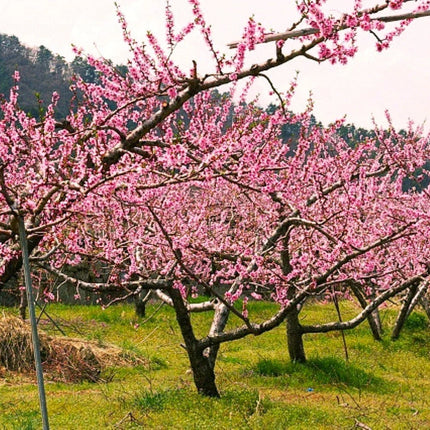 Pink flowering trees in a field with mountains in the background