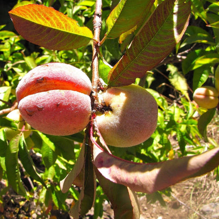 Mangoes hanging from a tree with green leaves