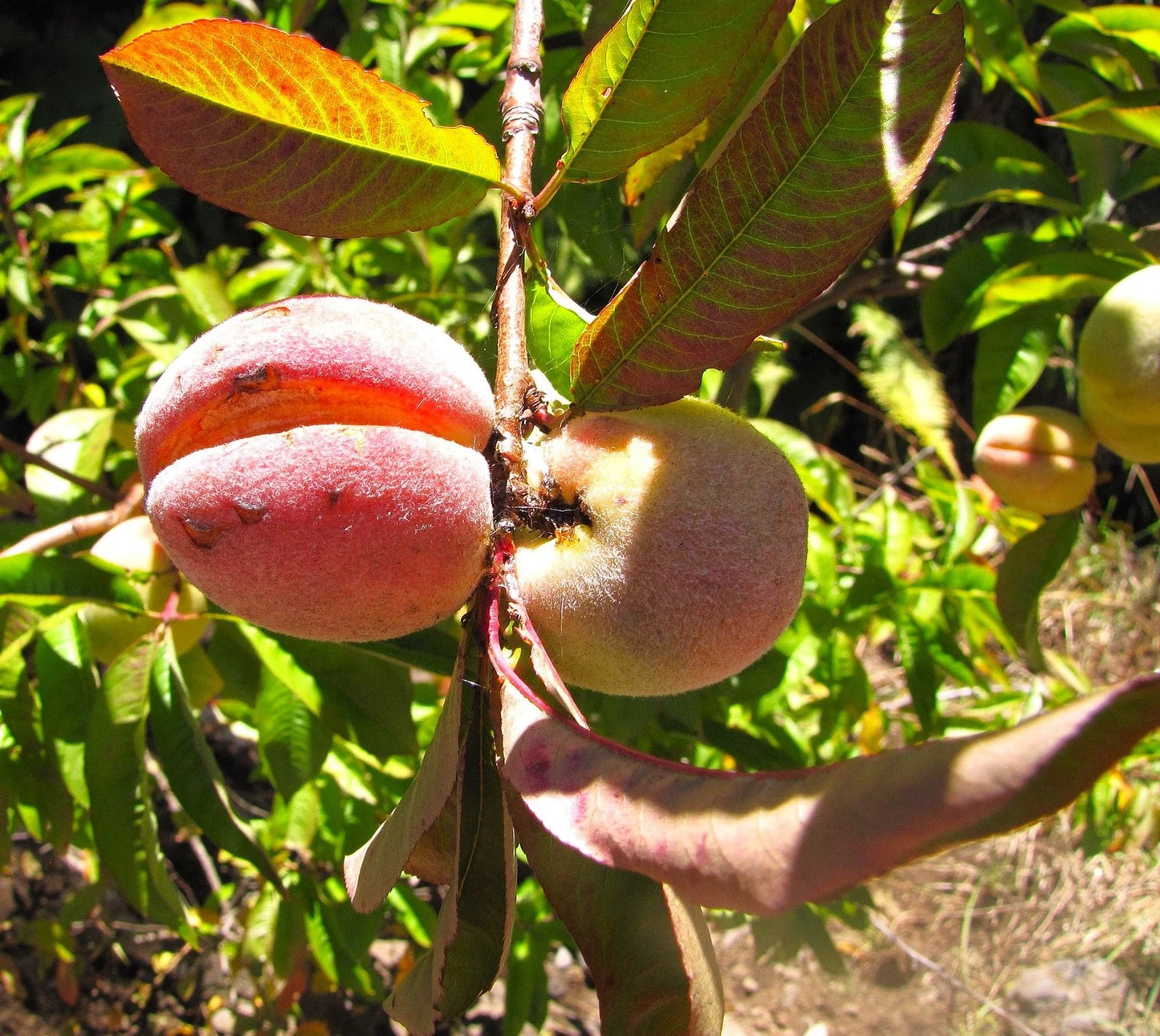 Mangoes hanging from a tree with green leaves