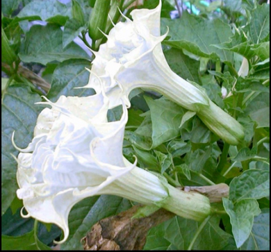 10 Pearl White Angel Trumpet Seeds