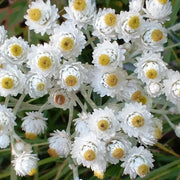 100 Pearly Everlasting Anaphalis Flower Seeds