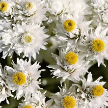 100 Pearly Everlasting Anaphalis Flower Seeds