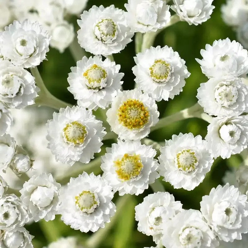100 Pearly Everlasting Anaphalis Flower Seeds