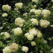 50 Pee Gee Hydrangea Seeds