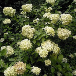 50 Pee Gee Hydrangea Seeds