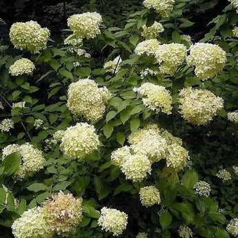 50 Pee Gee Hydrangea Seeds