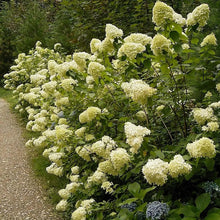50 Pee Gee Hydrangea Seeds