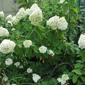 50 Pee Gee Hydrangea Seeds