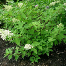 50 Pee Gee Hydrangea Seeds