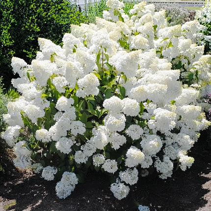 Pee Gee Hydrangea Seeds – Hardy Hydrangea paniculata with Large White Flower Clusters for Garden Borders, Hedges and Landscaping. Seed Word