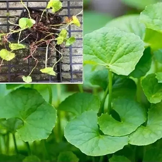 An image showing Pennywort (Gotu Kola) seeds and plants. The inset shows the roots and stems, while the foreground displays the round green leaves of the mature plant.