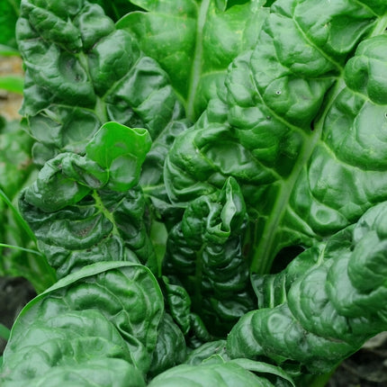 Perpetual Spinach Swiss Chard Seeds – Dark Green Leafy Vegetable for Home Gardens, Raised Beds and Container Growing. Seed World