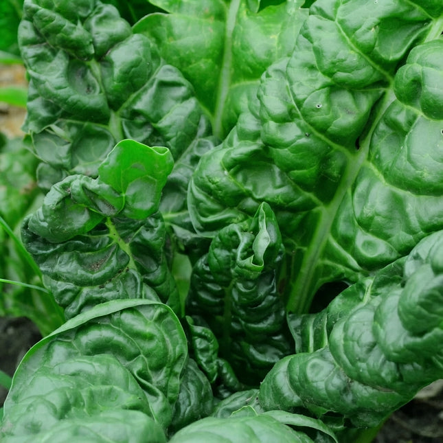 Perpetual Spinach Swiss Chard Seeds – Dark Green Leafy Vegetable for Home Gardens, Raised Beds and Container Growing. Seed World