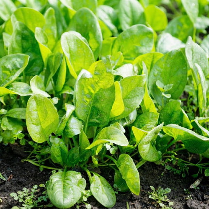 Perpetual Spinach Swiss Chard Seeds – 150 Seeds