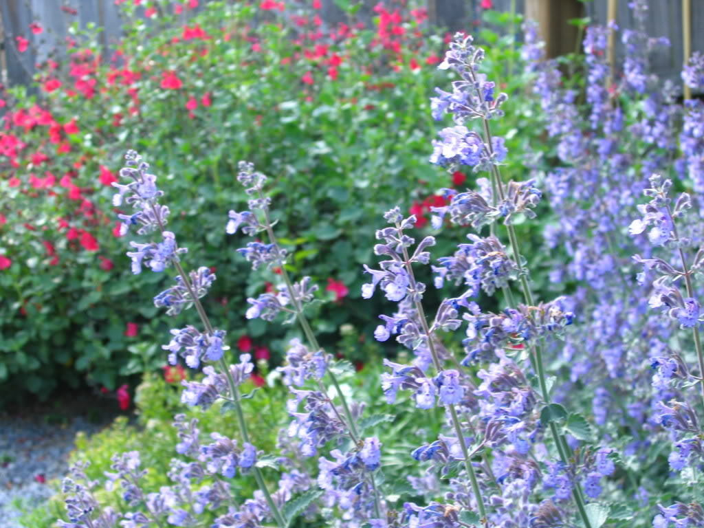 50 Persian Catmint - Mussin's Nepeta Seeds