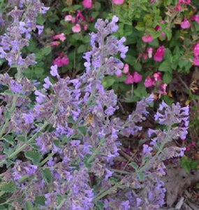 50 Persian Catmint - Mussin's Nepeta Seeds