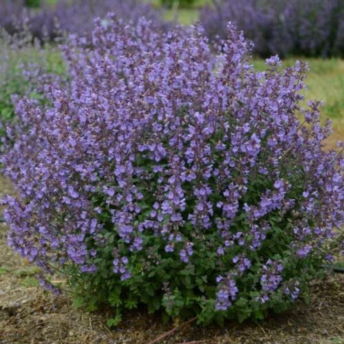 50 Persian Catmint - Mussin's Nepeta Seeds