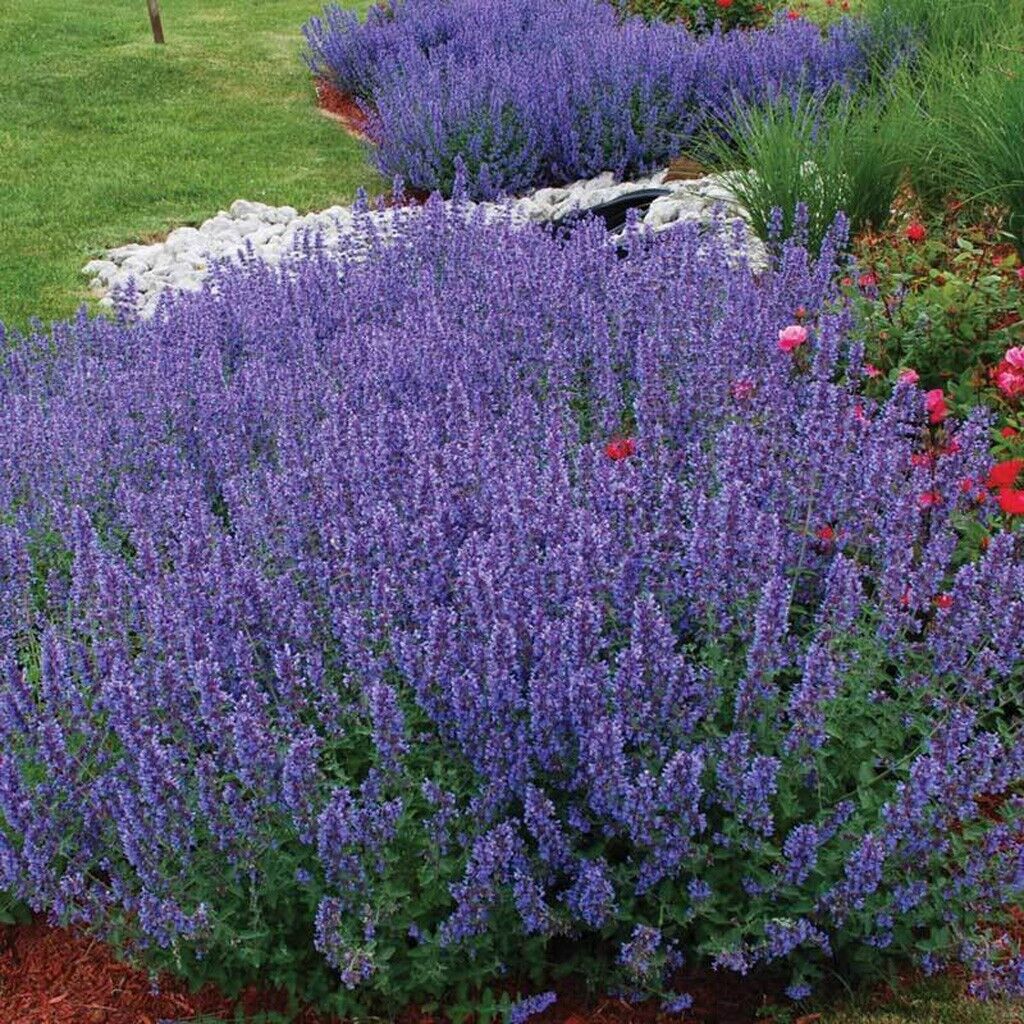 50 Persian Catmint - Mussin's Nepeta Seeds – Seed World