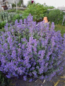 50 Persian Catmint - Mussin's Nepeta Seeds