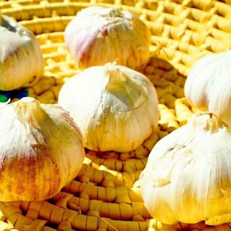 Peruvian Purple Stripe Garlic Bulbs for Planting Eating