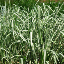 3000 Reed Canary Grass Seeds