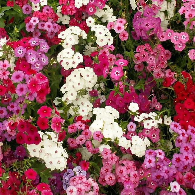 Phlox Drummondii Mix flowers with vibrant pink, red, and white blooms, perfect for borders, containers, and pollinator gardens. Seed World