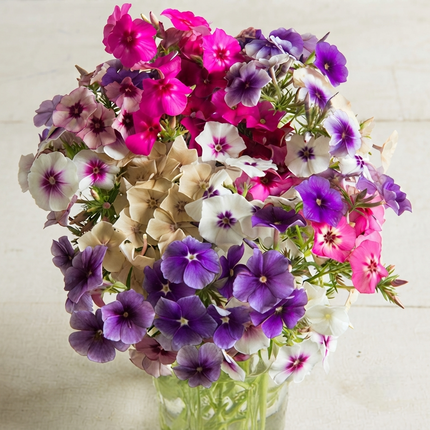300 Phlox Drummondii Mix Seeds