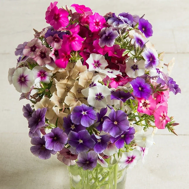 300 Phlox Drummondii Mix Seeds