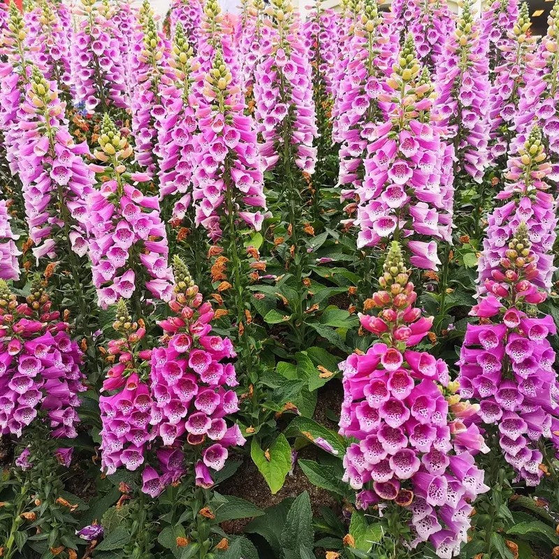 Mass of pink foxglove flowers with green leaves